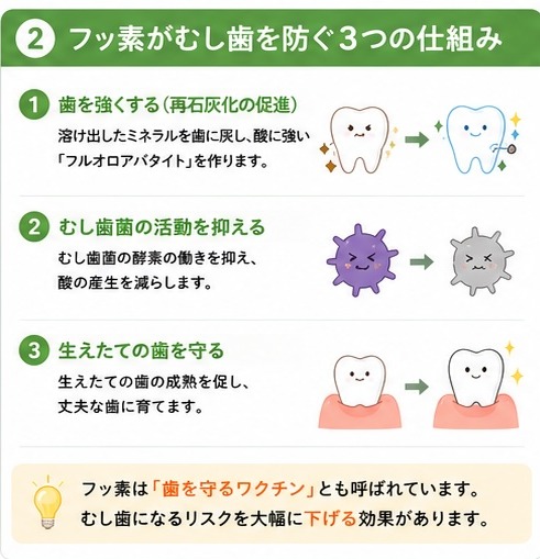 ②フッ素がむし歯を防ぐ3つの仕組み