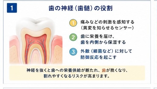 ①歯の神経(歯髄)の役割